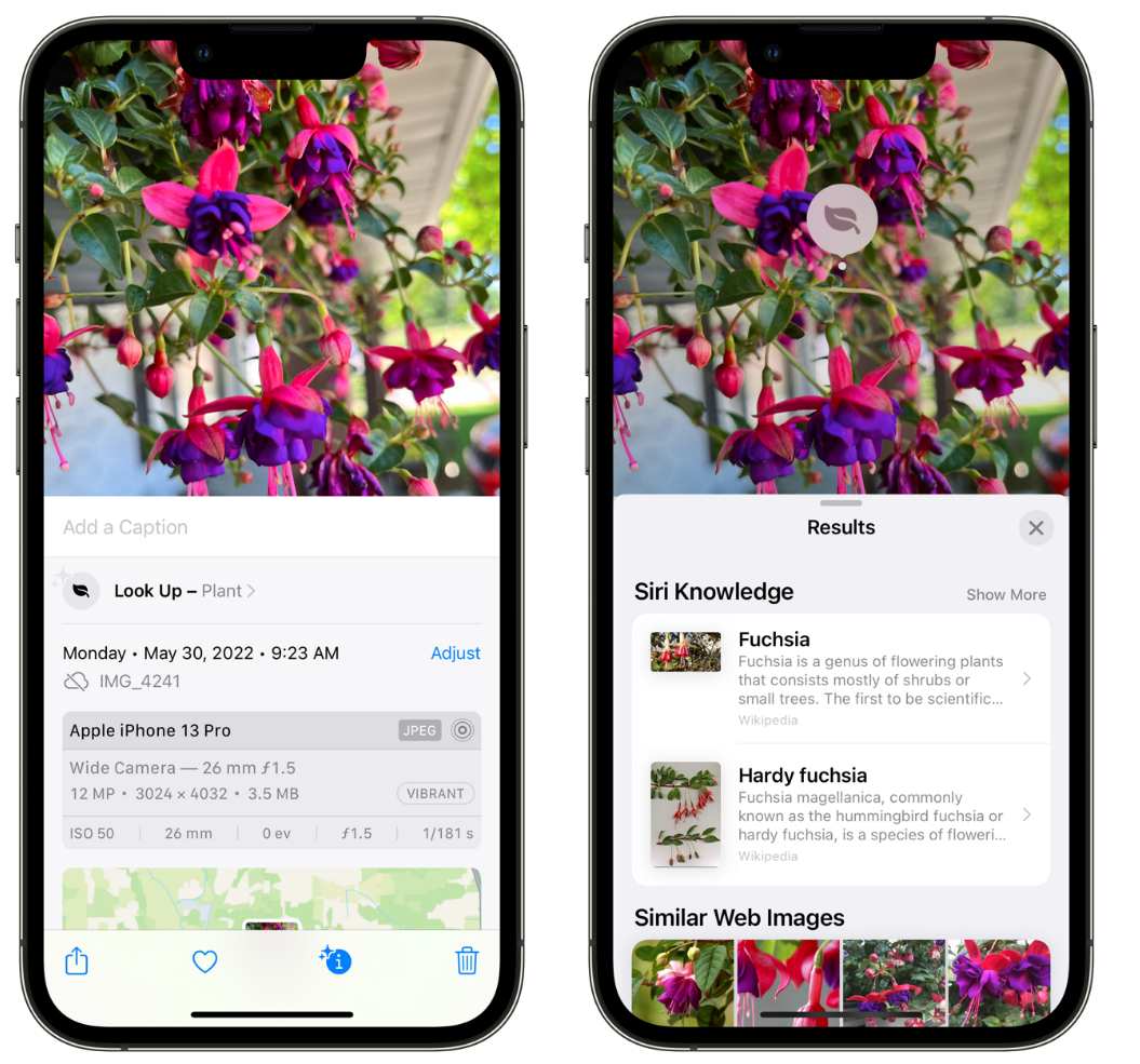 平顶山苹果手机维修分享小技巧：使用 iPhone 相机识别花卉植物 